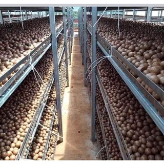 500G MẮC CA SẤY NỨT ĐĂK LĂK NHÀ LÀM