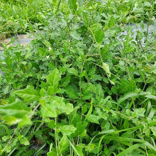 Cà Gai Leo Sấy Khô
