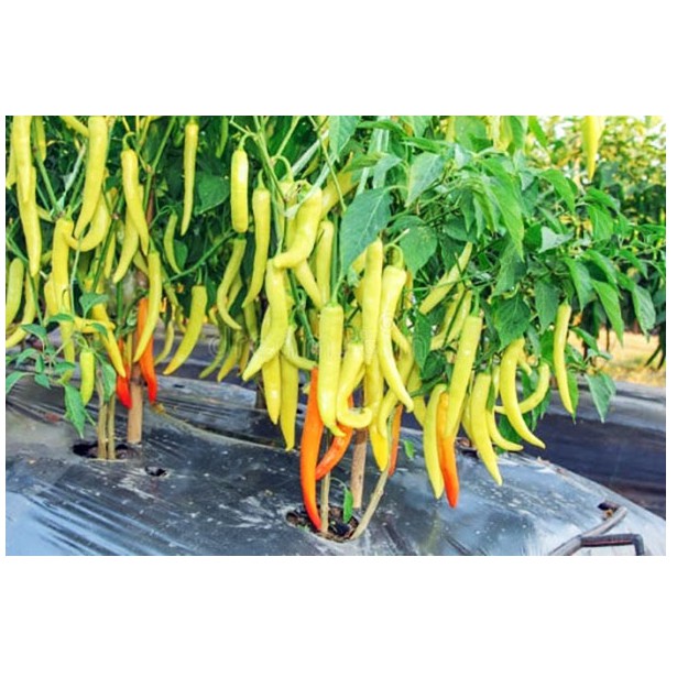 HẠT GIỐNG ỚT SỪNG TRÂU SỪNG VÀNG - GÓI 1 GRAM
