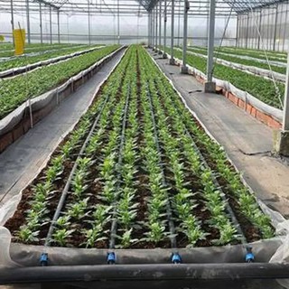 Ống Dây Tưới Nhỏ Giọt Phi 16mm dày 0.2mm Khoảng Cách 10cm Cho Đồng Ruộng, Nông Trại, Nhà Kính