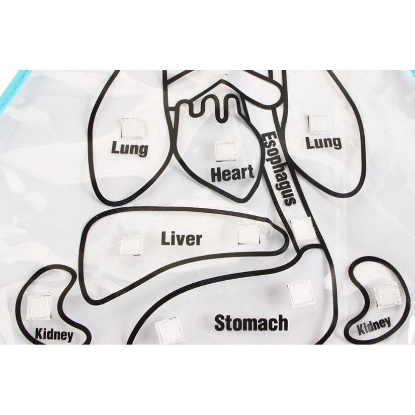 Yếm học các bộ phận bên trong cơ thể người