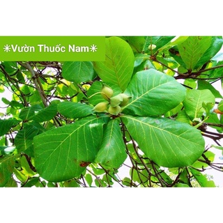 1kg lá bàng tươi hái tại vườn xanh sạch