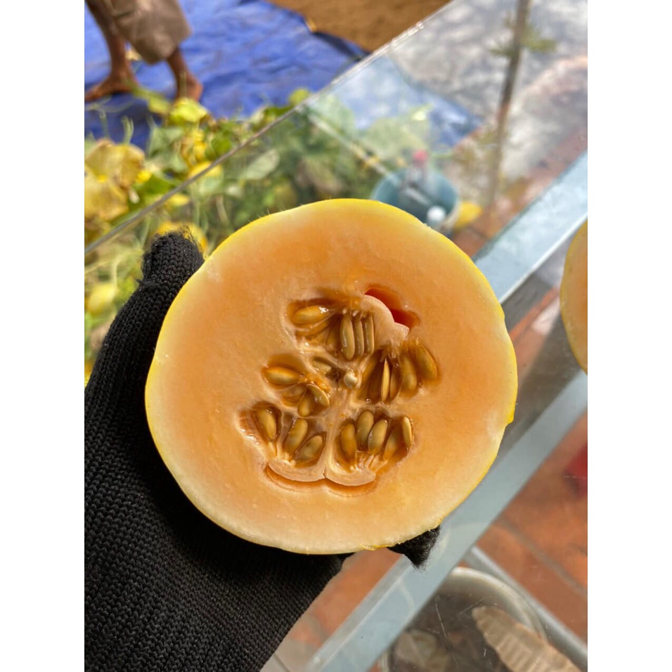 Dưa lê hàn quốc ruột cam Won Yeong nảy mầm 100% có gói 34, 68 hoặc 102 hạt