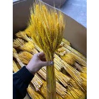 1 Bó bông lúa mạch khô 100 nhánh