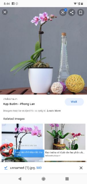 100 kẹp lan hình bướm cỡ đại