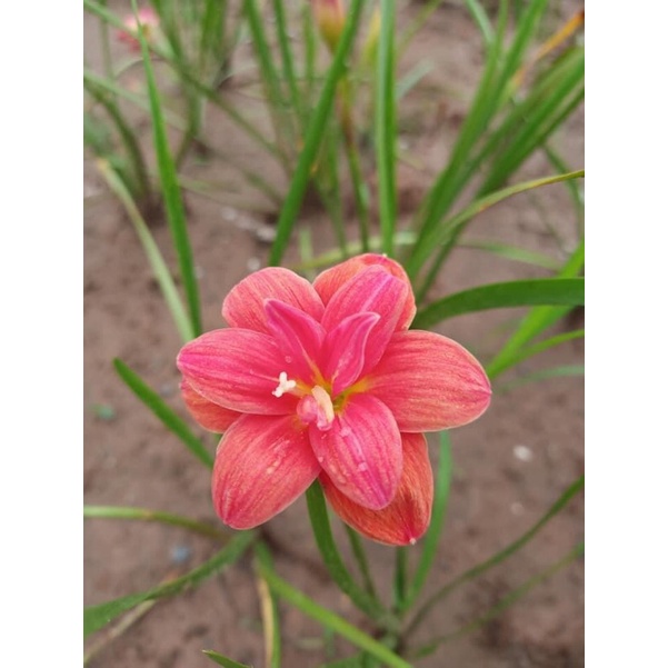 Củ hoa huệ mưa Madam Butterfly cánh kép ngoại nhập màu đỏ hồng