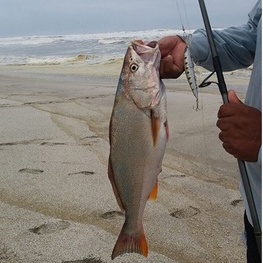 Mồi Câu Cá Nhân Tạo Cứng 14cm 39g NBL9047