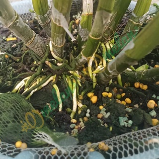 AC ROOTS - Kích Rễ Cho Hoa Phong Lan