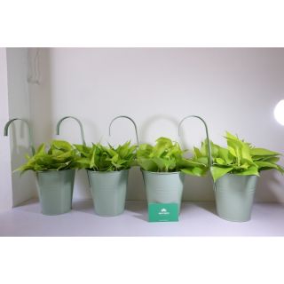 4 Chậu cây treo ban công màu xanh( không kèm cây)