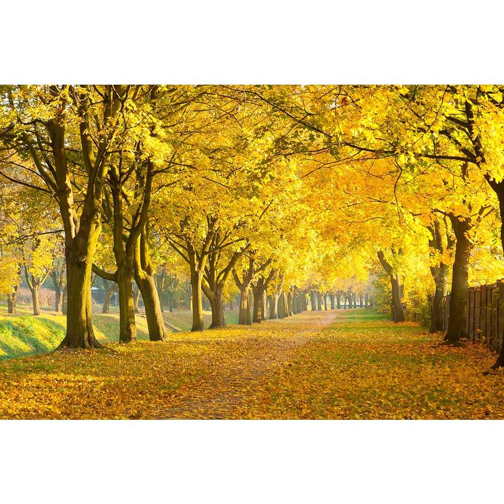 Tranh Quán Cafe, Trà Sữa, Trang Trí Cửa Hàng theo phong cách truyền thống Hàn Quốc