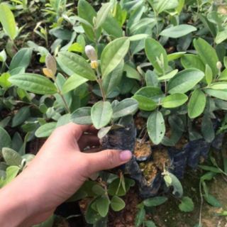 Cây giống sim ăn quả