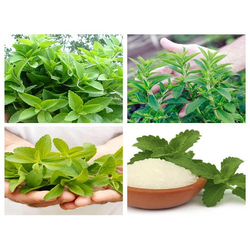 Hạt giống cỏ ngọt 5 Hạt