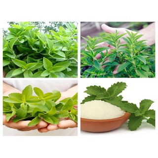 Chậu Giống Cây Cỏ Ngọt