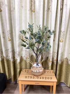 Cây Bạch đàn cao cấp