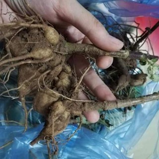 Combo 4 củ giống hoa thược dược cao mixx màu