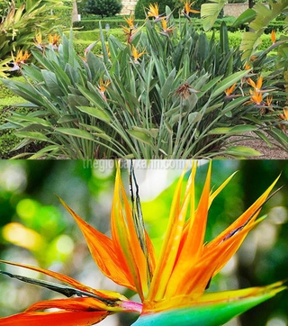 (XẢ HÀNG) chậu cây THIÊN ĐIỂU, hoa cực đẹp cực hiếm, gửi cây nguyên bầu