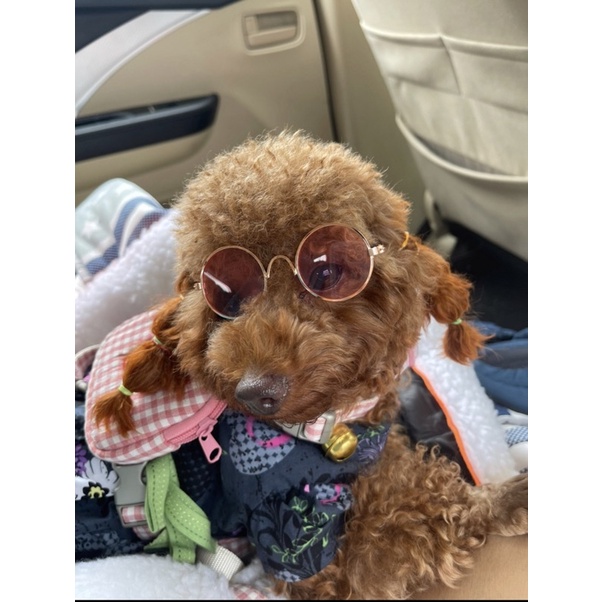 dây dắt yếm dắt chó mèo thú cưng đi dạo