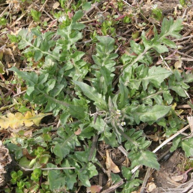 100H - Hạt giống kale shepherds - Thực phẩm dành cho sức khỏe