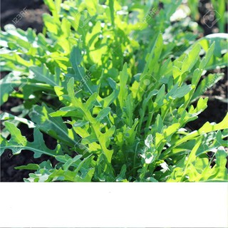 Hạt Giống Rau Thơm Wild Rocket 1gr