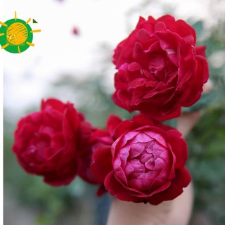 Cành chiết hoa hồng cổ huế