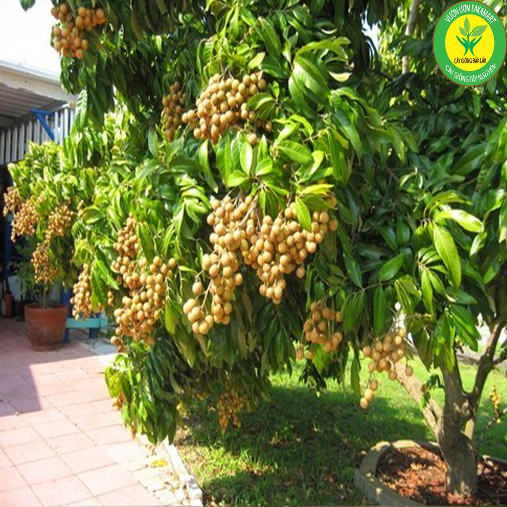 Cây Giống Nhãn Tiêu Siêu Sai Siêu sớm Trái