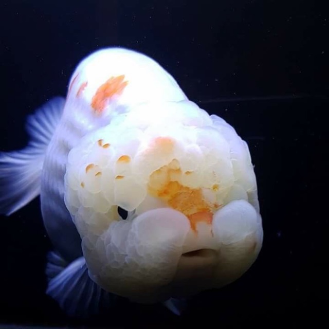 Cám cá vàng tăng đầu tăng màu hạt chìm Hikari Lionhead 350g