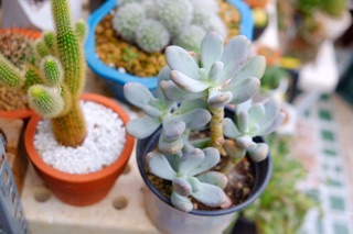 SEN ĐÁ SỎI TRẮNG CỔ THỤ