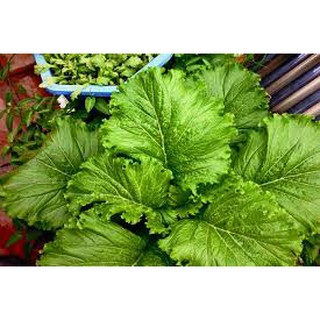 Hạt giống cải bẹ mào gà cao sản 20gr ~ 4000 hạt
