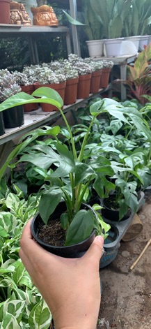 Trầu Bà Mini(Koke)