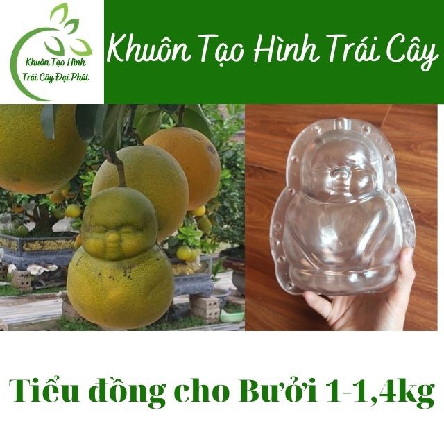 Top Khuôn Bưởi, Quất Tốt Nhất: Khuôn tạo Thỏi Vàng, Giọt Nước, Hồ Lô, Tiểu Đồng