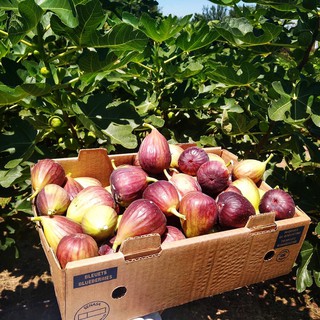 Cây Giống Sung Mỹ (giống Sung Camy)