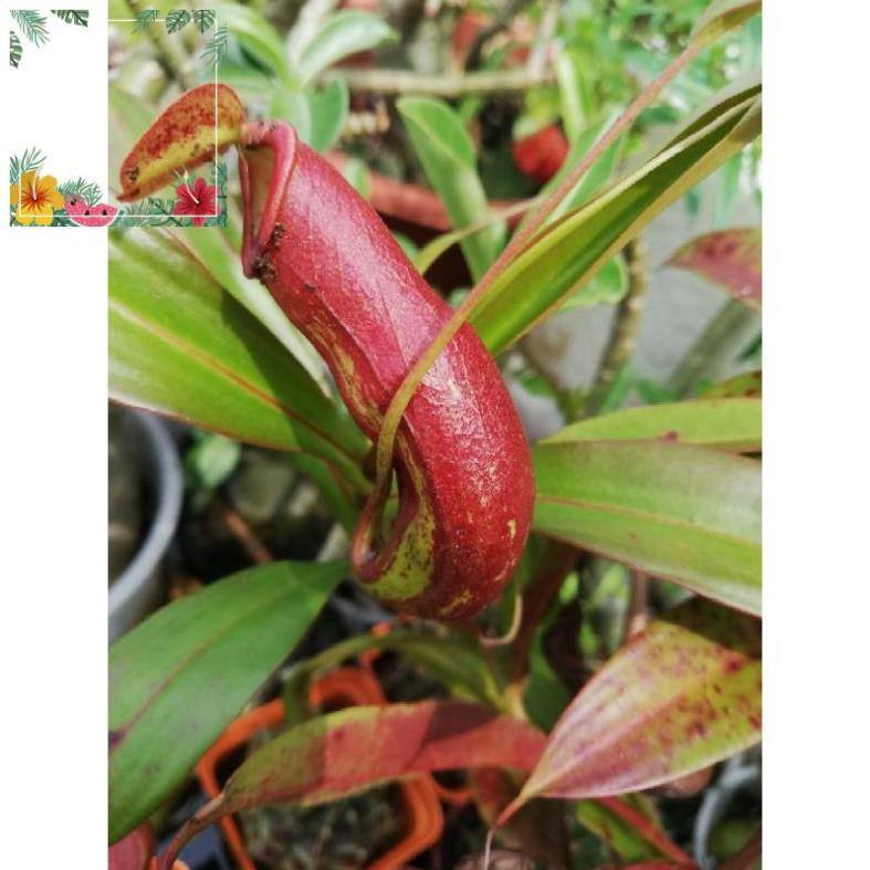 Green Garden -- Cây nắp ấm bắt mồi côn trùng  ! o.Ô >< .