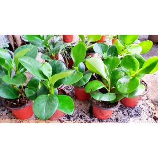 Cây trường sinh xanh