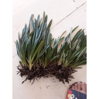 1kg lan hài vệ nữ