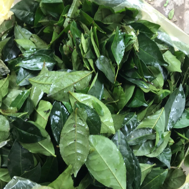 Lá chè tươi 1kg
