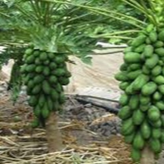 HẠT GIỐNG ĐU ĐỦ LÙN