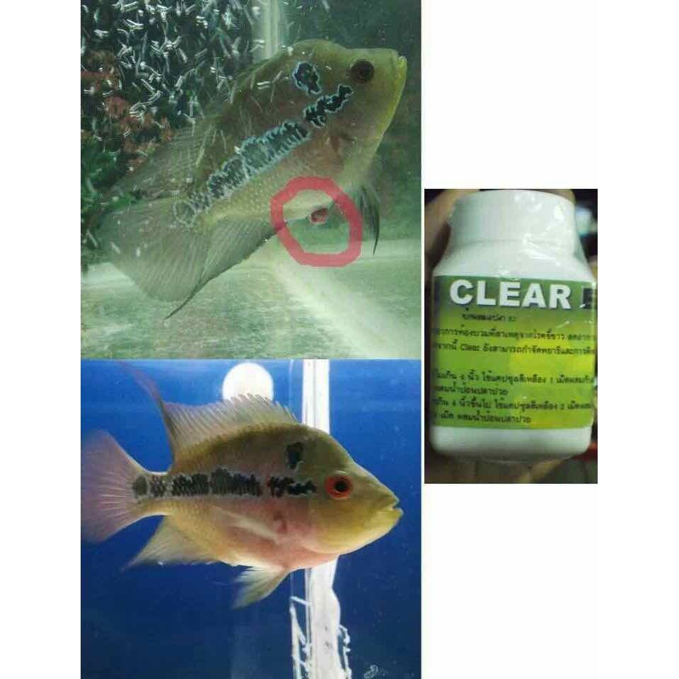 Clear Cz9 - Viên xữ lý sình bụng và phân trắng cho cá - HÀNG CÔNG TY