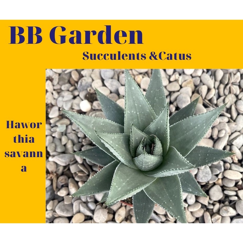 SEN ĐÁ Haworthia Savanna