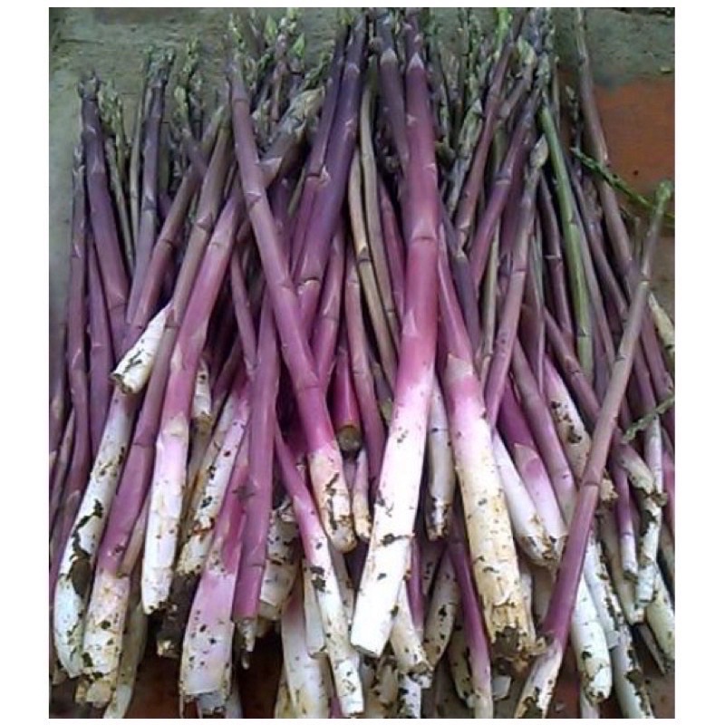 Hạt giống măng tây tím gói 5gram Hạt Giống Dễ Trồng, ngon giòn.