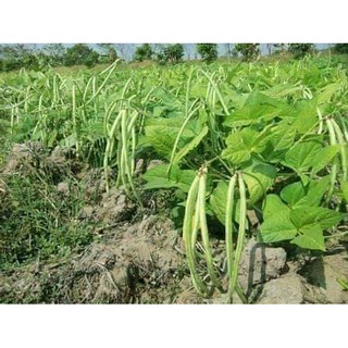 Hạt đậu đũa hạt đen dạng cây - gói 20 gram