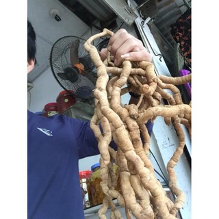 Ba kích tím Quảng Ninh