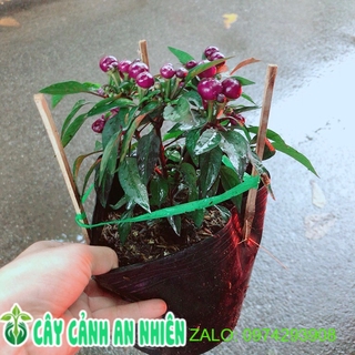 Bụi ớt tím