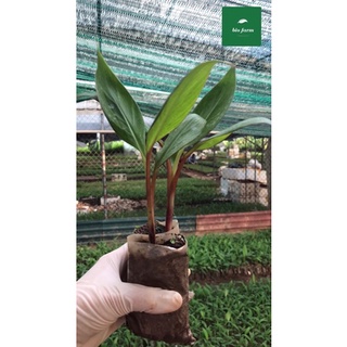 Cây giống chuối đỏ đacca nuôi cấy mô