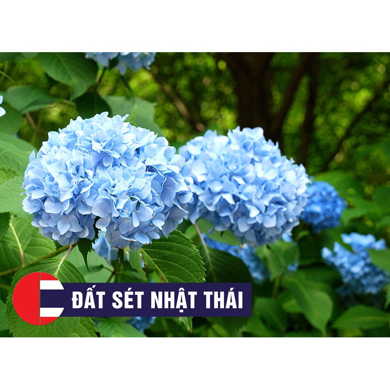 GÂN HOA TÚ CẦU ĐƠN , GÂN LÀM HOA ĐƯỜNG, HOA ĐÁT SÉT, XÔI HOA ĐẬU