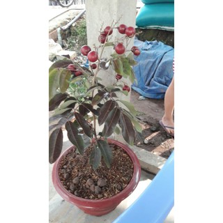 Cây 🌲 Nhãn Xuồng Tím