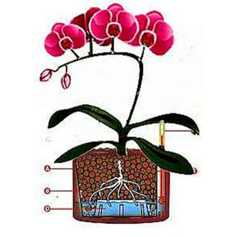 Viên đất nung gói 5dm3, size 5-8mm và 1-2cm