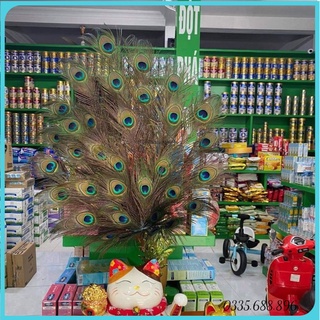 [ MẮT VỪA ] Lông công phong thuỷ tự nhiên loại 90cm - 100cm