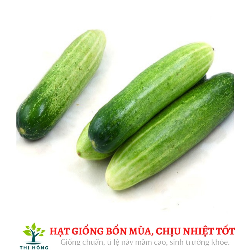 Hạt giống dưa chuột nếp Yên Mỹ 2g