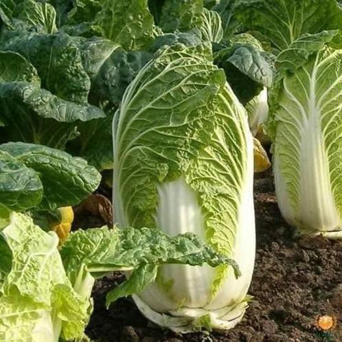 HẠT GIỐNG CẢI THẢO F1 GOKI 70 - bắp cải thảo - cải làm kim chi GÓI 10 GRAM