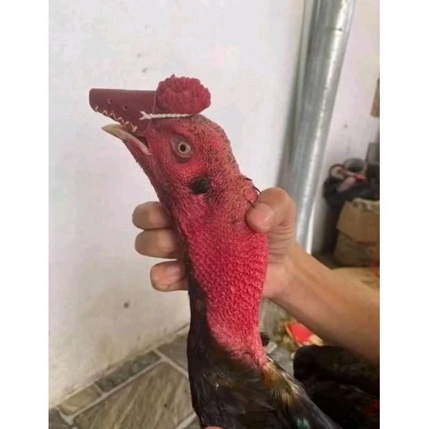 Bịt mỏ 50, 100 da xịn xò